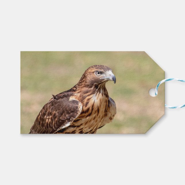 Rödnäbbad hök i Hudson Valley Presentetikett (Framsidan (Horisontell))