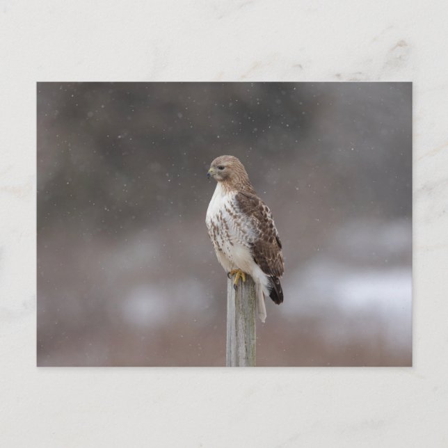 Rödnäbbad hök i Hudson Valley Vykort (Framsida)
