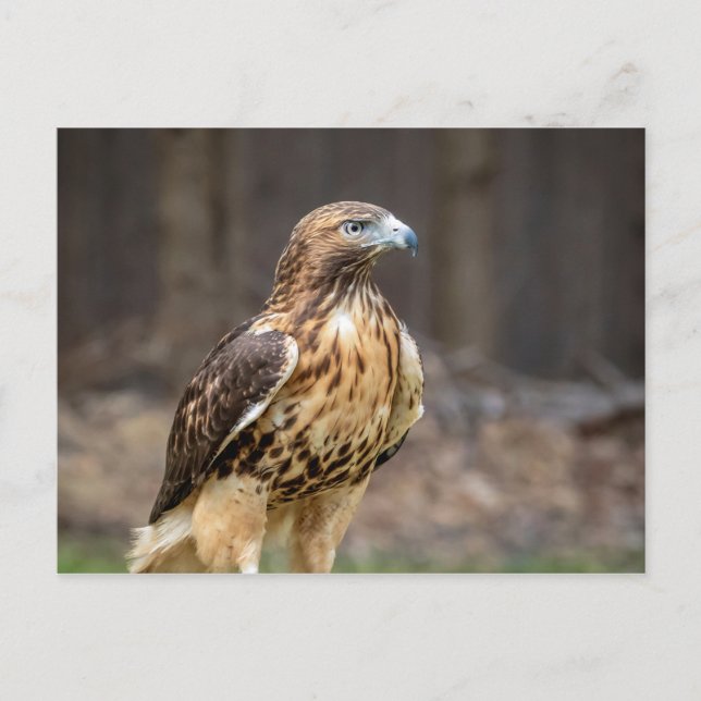 Rödnäbbad hök i Hudson Valley Vykort (Framsida)