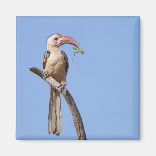 Rödnäbbad hornbill magnet (Framsidan)