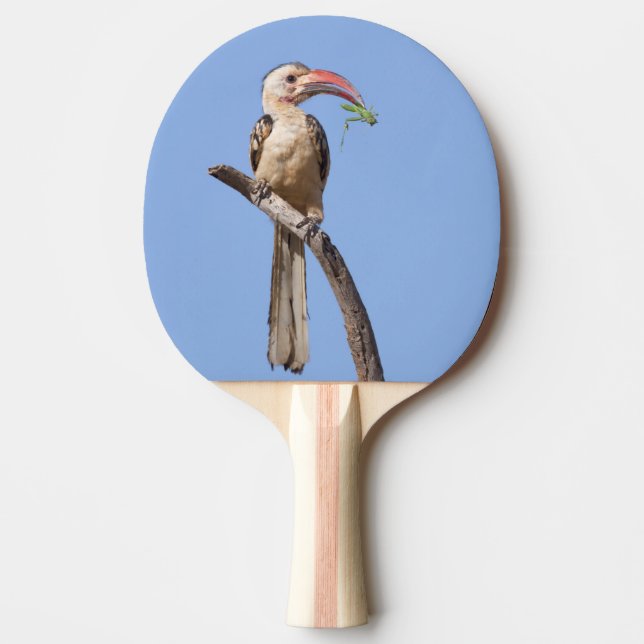 Rödnäbbad hornbill pingisracket (Framsidan)
