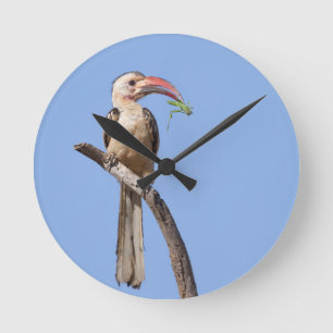 Rödnäbbad hornbill rund klocka