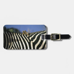 Rödnäbbad oxpeckerfågel på ett Zebra-bak-Zimbabwe Bagagebricka