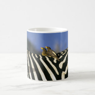 Rödnäbbad oxpeckerfågel på ett Zebra-bak-Zimbabwe Kaffemugg