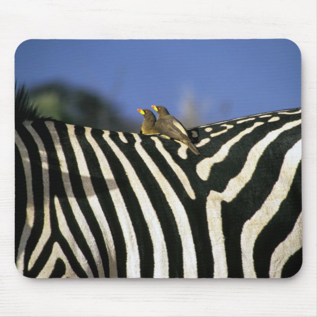 Rödnäbbad oxpeckerfågel på ett Zebra-bak-Zimbabwe Musmatta (Framsidan)