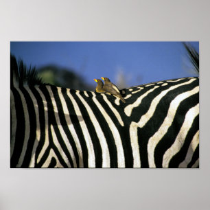 Rödnäbbad oxpeckerfågel på ett Zebra-bak-Zimbabwe Poster