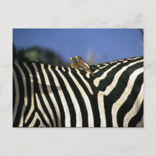 Rödnäbbad oxpeckerfågel på ett Zebra-bak-Zimbabwe Vykort