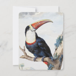 Rödnäbbad Toucan (1748) av Aert Schouman Inbjudningar