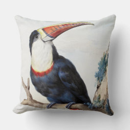 Rödnäbbad Toucan (1748) av Aert Schouman Kudde