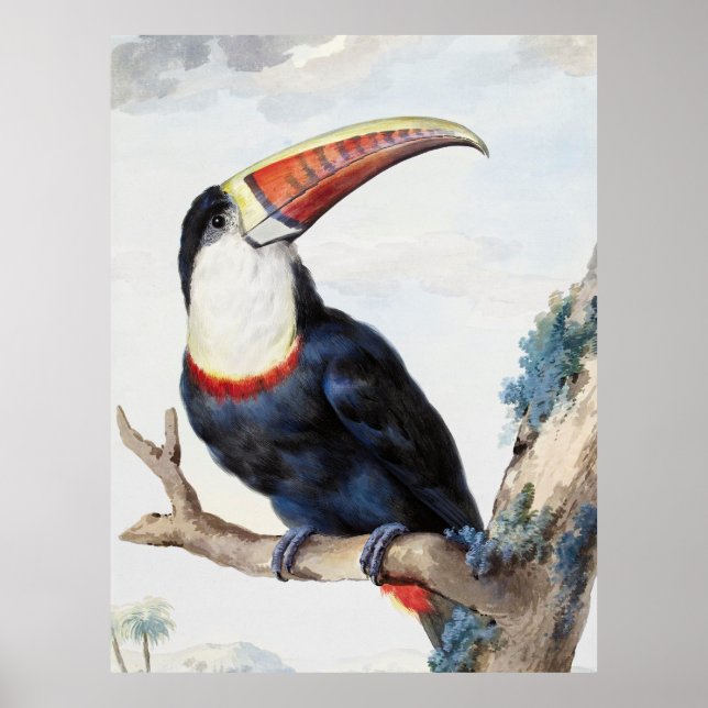 Rödnäbbad Toucan (1748) av Aert Schouman Poster (Framsidan)