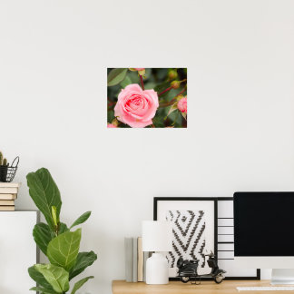 Rödnande Rosa Ros Närbild Poster