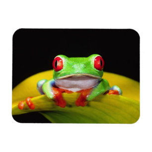 Rödögd lövgroda, Agalychinis callidryas, Inhemsk Magnet