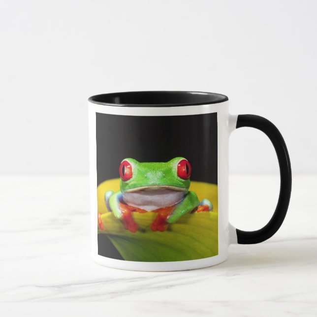 Rödögd lövgroda, Agalychinis callidryas, Inhemsk Mugg (Höger)