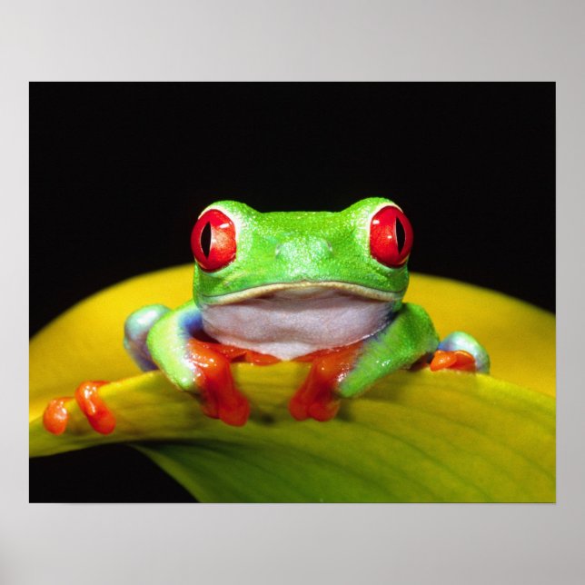 Rödögd lövgroda, Agalychinis callidryas, Inhemsk Poster (Framsidan)