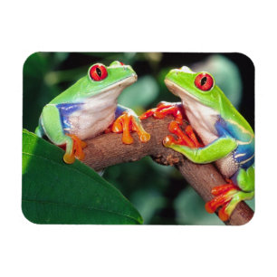 Rödögd lövgroda, Agalychinis callidryas, Magnet