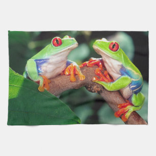 Rödögd lövgroda, Agalychnis callidryas, Kökshandduk