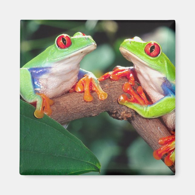 Rödögd lövgroda, Agalychnis callidryas, Magnet (Framsidan)