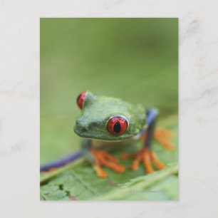 Rödögd lövgroda (Agalychnis callidryas) Vykort