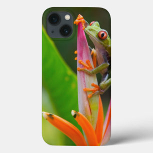 Rödögd lövgroda, Costa Rica