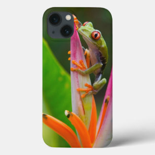Rödögd lövgroda, Costa Rica