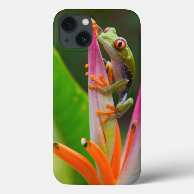 Rödögd lövgroda, Costa Rica (Baksida)