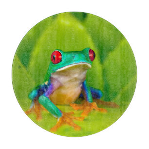 Rödögd lövgroda, Costa Rica