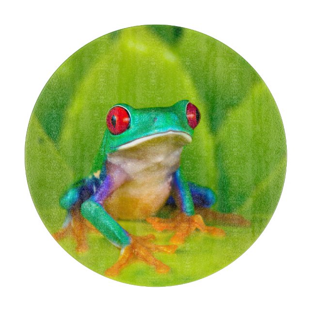Rödögd lövgroda, Costa Rica (Framsidan)