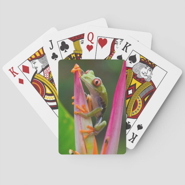 Rödögd lövgroda, Costa Rica Casinokort (Baksidan)