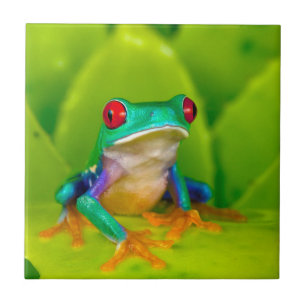 Rödögd lövgroda, Costa Rica Kakelplatta