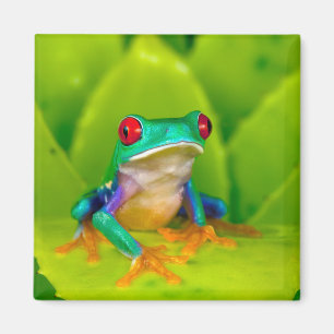 Rödögd lövgroda, Costa Rica Magnet