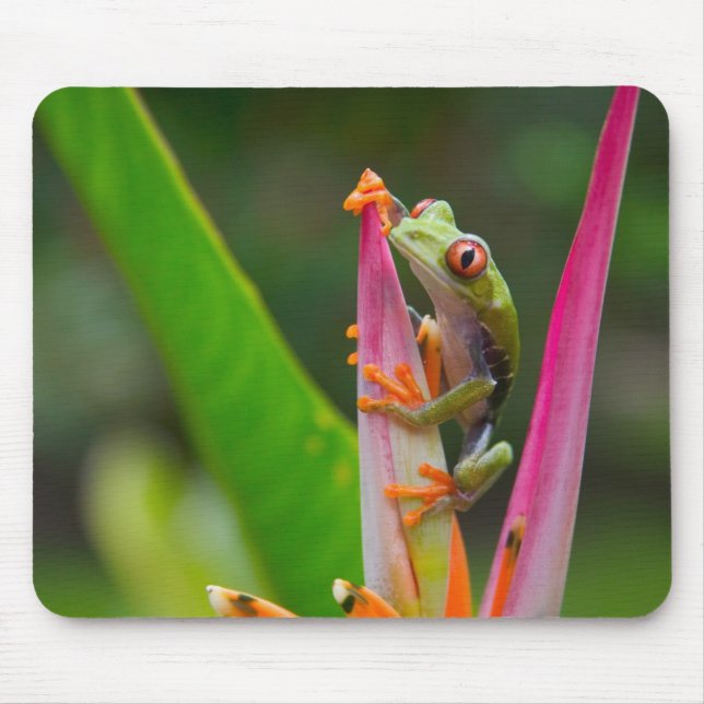 Rödögd lövgroda, Costa Rica Musmatta (Framsidan)