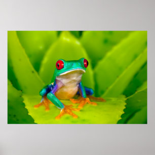 Rödögd lövgroda, Costa Rica Poster