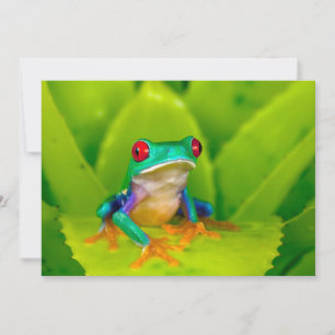 Rödögd lövgroda, Costa Rica Tack Kort