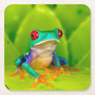 Rödögd lövgroda, Costa Rica Underlägg Papper Kvadrat