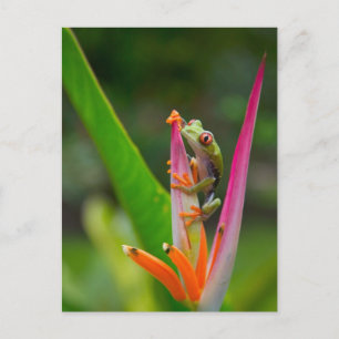 Rödögd lövgroda, Costa Rica Vykort