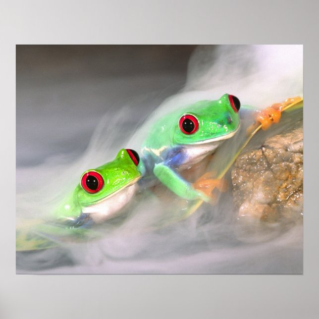 Rödögd lövgroda i dimma, Agalychinis 2 Poster (Framsidan)