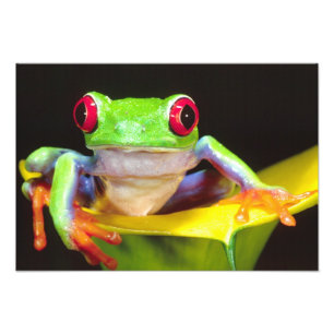 Rödögd lövgroda på en kallalilja, Agalychnis Fototryck
