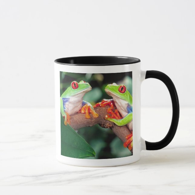 Rödögd lövgroda-par, Agalychinis callidryas, Mugg (Höger)