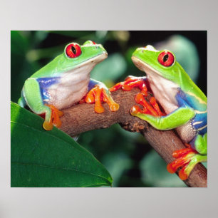 Rödögd lövgroda-par, Agalychinis callidryas, Poster