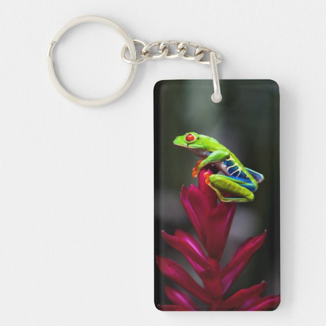 Rödögd Träd Frog (Framsidan)