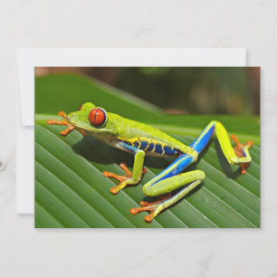 Rödögd Träd Frog Kort