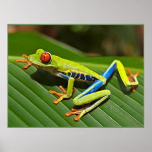 Rödögd Träd Frog Poster