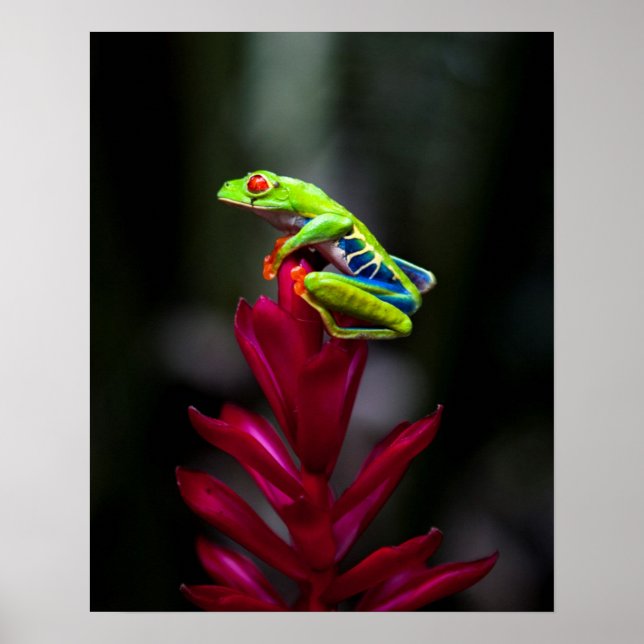 Rödögd Träd Frog Poster (Framsidan)