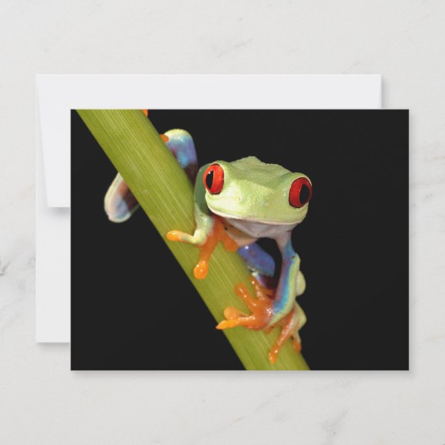 rödögd träd groda (Framsida)