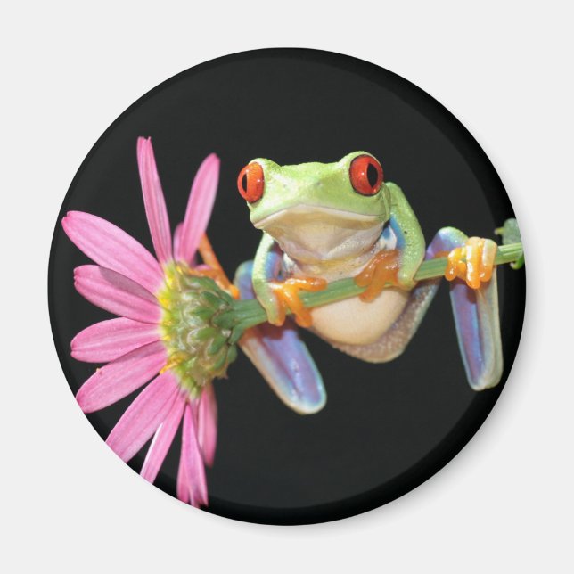 rödögd träd groda magnet (Framsidan)