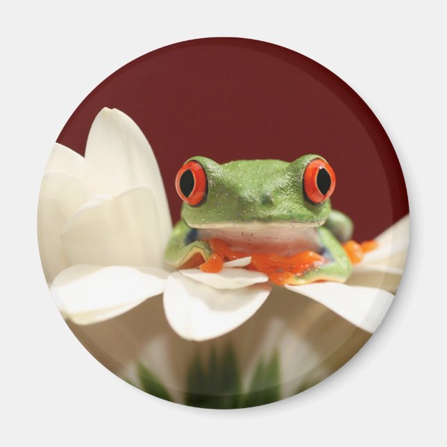 rödögd träd groda magnet (Framsidan)