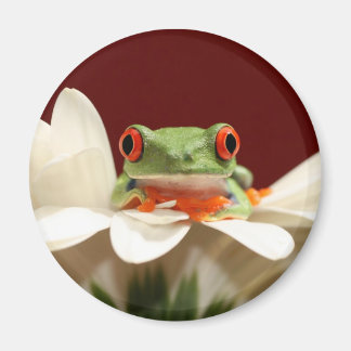 rödögd träd groda magnet
