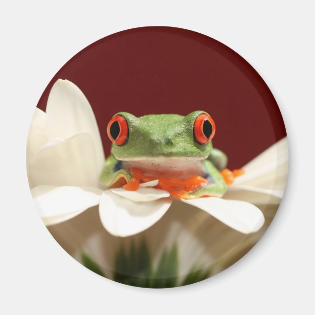 rödögd träd groda magnet (Framsidan)