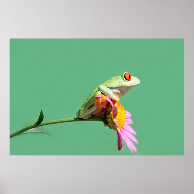 rödögd träd groda poster (Framsidan)