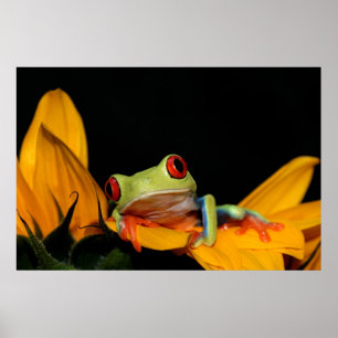rödögd träd groda poster